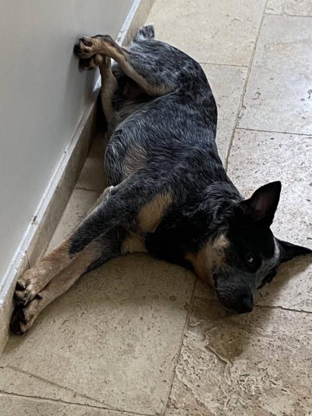 Donne Bouvier Australien 1 an - Alpaes Maritimes