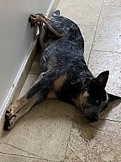 Donne Bouvier Australien 1 an - Alpaes Maritimes