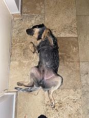 Donne Bouvier Australien 1 an - Alpaes Maritimes - Photo 2