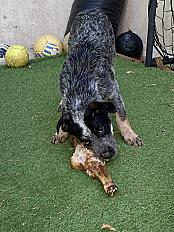 Donne Bouvier Australien 1 an - Alpaes Maritimes - Photo 3