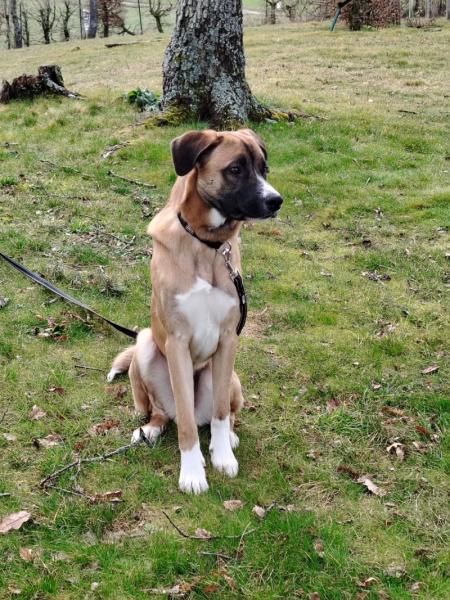 Donne chien malinois x boxer 2 ans - Rhône