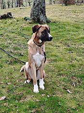 Donne chien malinois x boxer 2 ans - Rhône