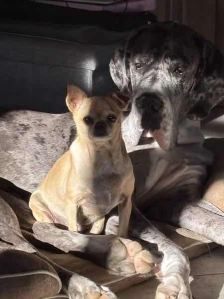 Donne dogue allemand 1 an - Maine et Loire