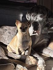 Donne dogue allemand 1 an - Maine et Loire