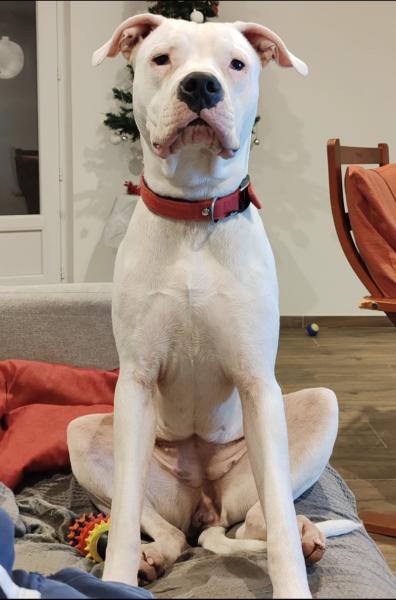 Donne Tyna dogue argentin femelle 3 ans - Lot et Garonne