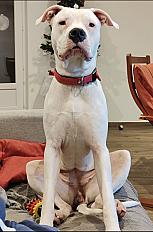 Donne Tyna dogue argentin femelle 3 ans - Lot et Garonne