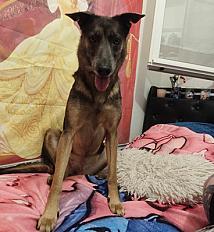 Donne malinois x staffy femelle 4 ans - Seine Maritime