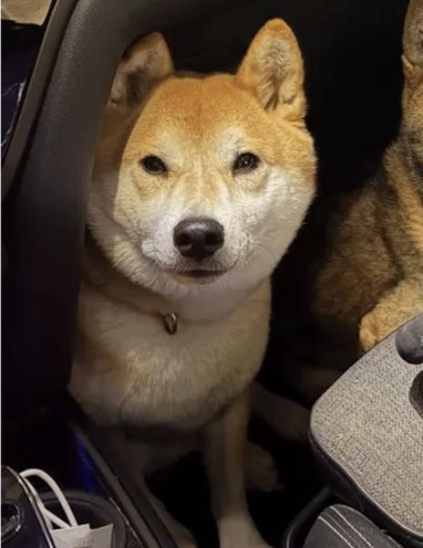 Donne Shiba inu mâle 5 ans - Bouches du Rhône