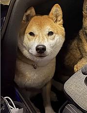 Donne Shiba inu mâle 5 ans - Bouches du Rhône