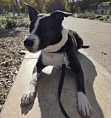 Donne border collie croisé mâle 4 ans - Hérault