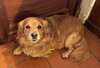 Donne pékinois croisé mâle 5 ans - Ariège