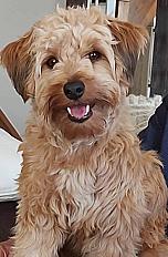 Donne cairn terrier croisée femelle 5 ans - Vaucluse