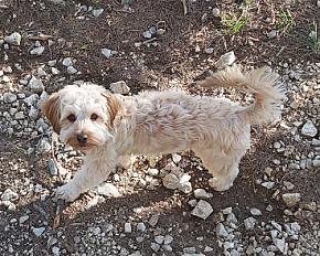 Donne cairn terrier croisée femelle 5 ans - Vaucluse - Photo 2