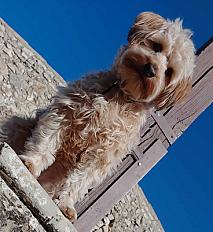 Donne cairn terrier croisée femelle 5 ans - Vaucluse - Photo 3