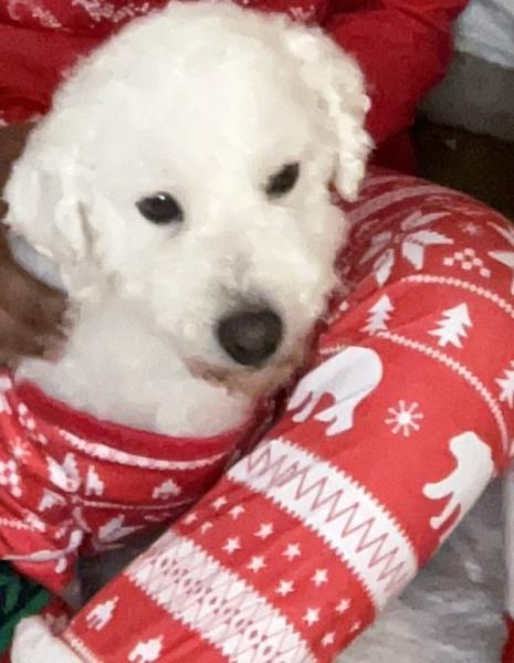 Donne cookie bichon à poil frisé mâle 6 ans - Essonne