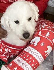 Donne cookie bichon à poil frisé mâle 6 ans - Essonne