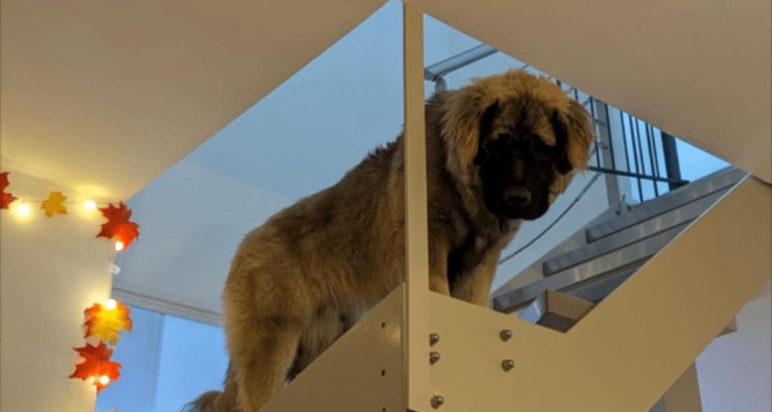 Donne chien berger yougoslave (Sarplaninac) mâle 1 an - Ain