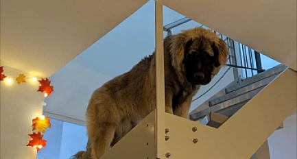 Donne chien berger yougoslave (Sarplaninac) mâle 1 an - Ain