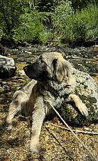 Donne chien berger yougoslave (Sarplaninac) mâle 1 an - Ain - Photo 2