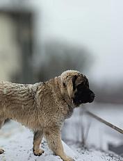 Donne chien berger yougoslave (Sarplaninac) mâle 1 an - Ain - Photo 3