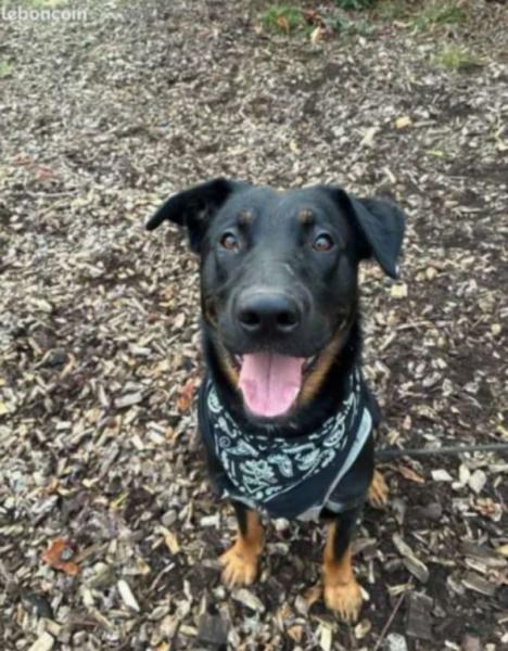 Donne Falko beauceron x malinois mâle 1 an - Charente