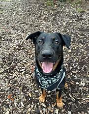 Donne Falko beauceron x malinois mâle 1 an - Charente