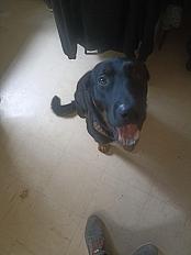 Donne Falko beauceron x malinois mâle 1 an - Charente - Photo 2