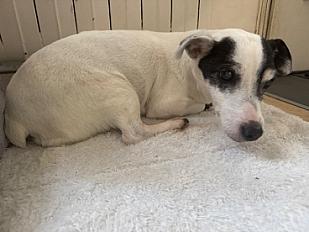Donne jack russell femelle adulte - Seine Saint Denis