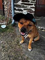Donne Nawak staffie mâle 8 ans - Paris