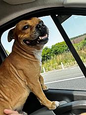 Donne Nawak staffie mâle 8 ans - Paris - Photo 2