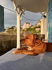 Donne Nawak staffie mâle 8 ans - Paris - Photo 3