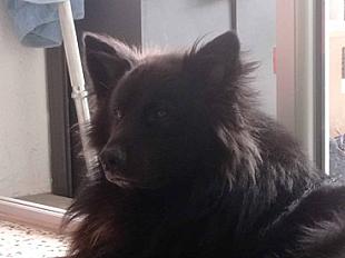 Donne berger des Pyrénées mâle 3 ans -Pyrénées Orientales