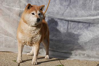Donne Ocarina shiba inu LOF femelle 8 ans - Loire