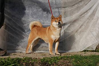 Donne Perle shiba inu femelle 7 ans LOF - Loire