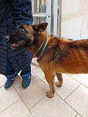 Donne Puppy berger malinois femelle 5 ans - Var