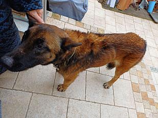 Donne Puppy berger malinois femelle 5 ans - Var - Photo 2