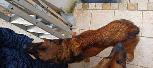 Donne Puppy berger malinois femelle 5 ans - Var - Photo 3