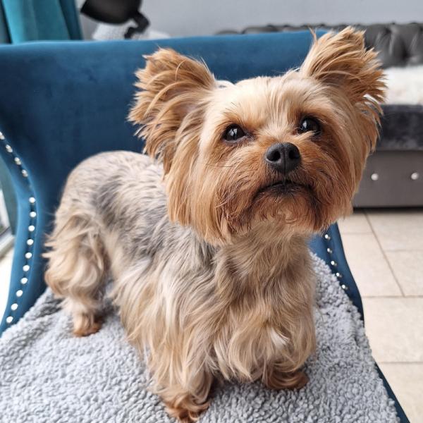 Donne yorkshire femelle 7 ans - Val d'Oise