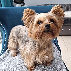 Donne yorkshire femelle 7 ans - Val d'Oise