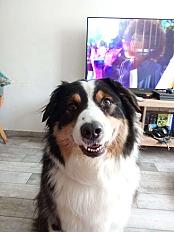 Donne berger australien mâle 6 ans - Tourcoing