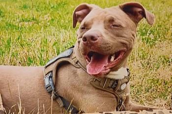 Donne braque de weimar x dogue mâle 3 ans - Val de Marne