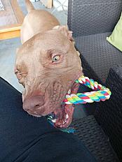 Donne braque de weimar x dogue mâle 3 ans - Val de Marne - Photo 2