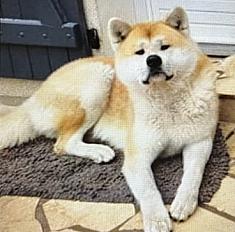 Donne akita inu mâle 8 ans - Maine et loire