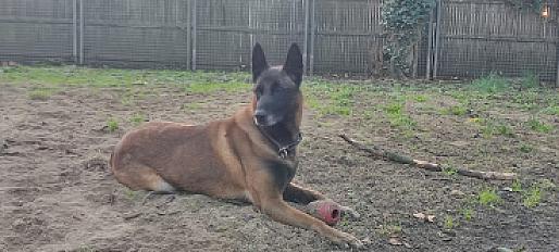Donne OSLO berger malinois mâle 7 ans - Paris
