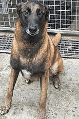Donne OSLO berger malinois mâle 7 ans - Paris - Photo 2