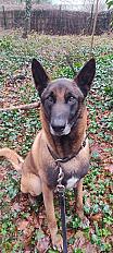 Donne OSLO berger malinois mâle 7 ans - Paris - Photo 3
