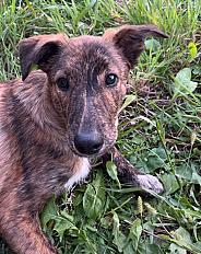 Donne border collie croisé mâle 9 mois - Landes