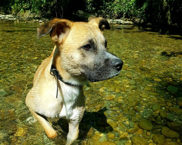 Donne cane corso x jack russell mâle 6 ans - Haute Savoie
