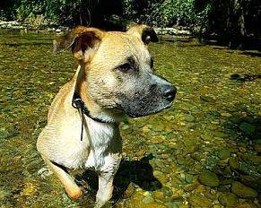 Donne cane corso x jack russell mâle 6 ans - Haute Savoie