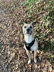 Donne cane corso x jack russell mâle 6 ans - Haute Savoie - Photo 2